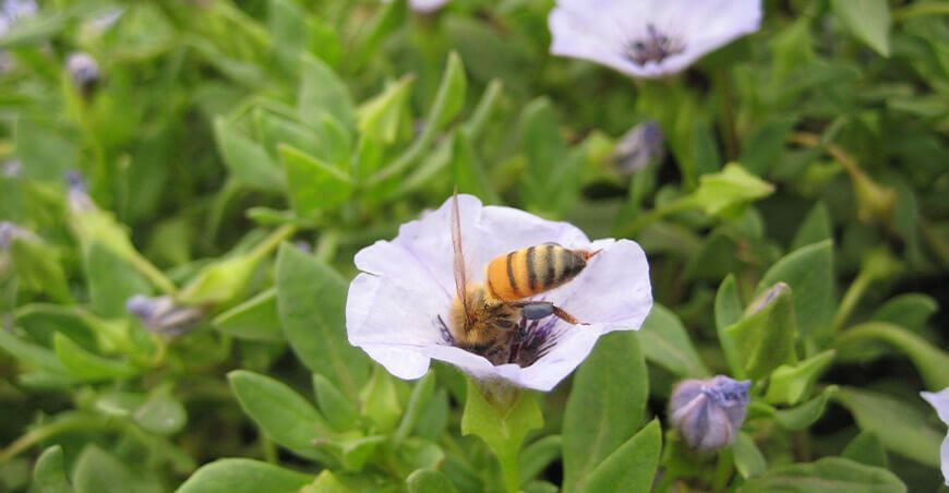 Día Mundial de las Abejas