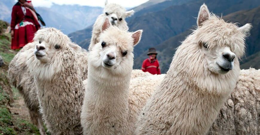 Día Nacional de la Alpaca en Ayacucho Perú