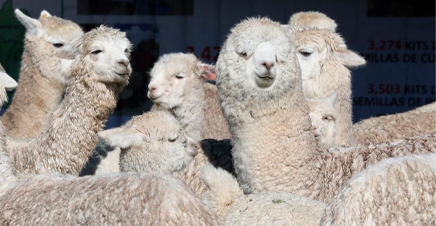 Día Nacional de la Alpaca