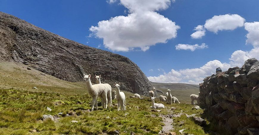 Día Nacional de la Alpaca
