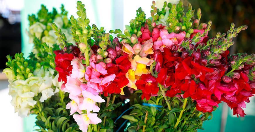 Día Nacional de las Flores