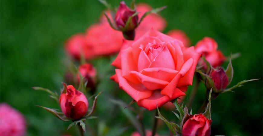 Conoce las actividades por el Día Nacional de las Flores