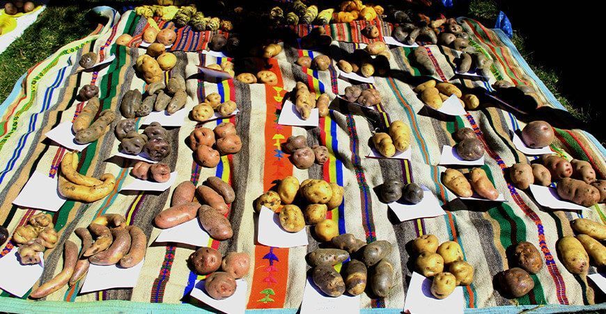 Día Nacional de la Papa papas nativas Perú