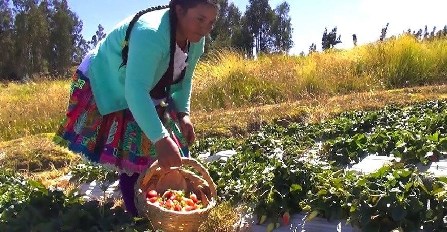 Ancash: Diana Oro desafía las bajas temperaturas para producir fresa