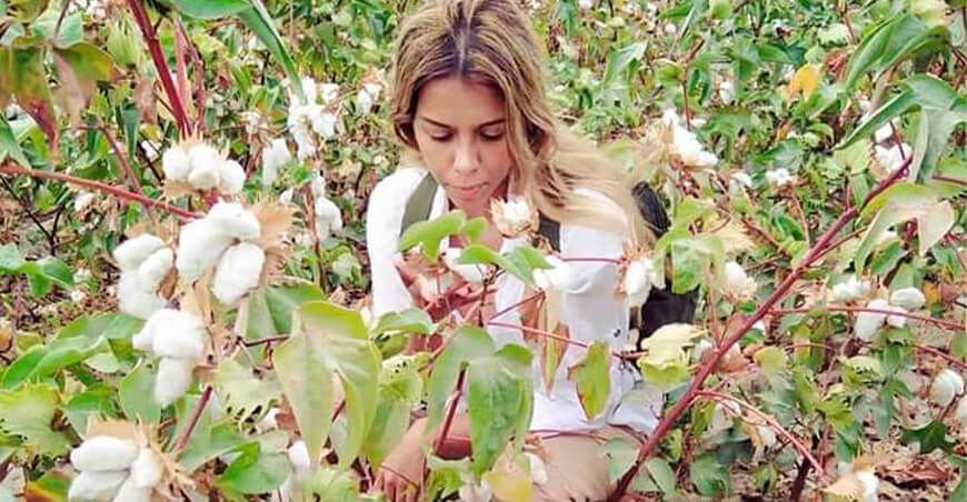 Diana Zapata inicia campaña para salvar el algodón Pima en Piura