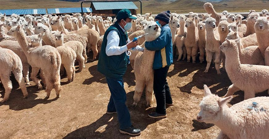 Dosificación de alpacas en zonas altoandinas