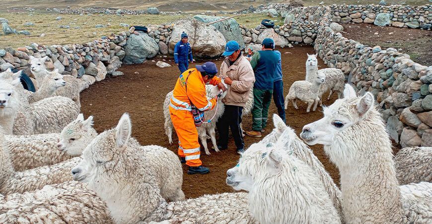 dosificación de alpacas Junín Perú