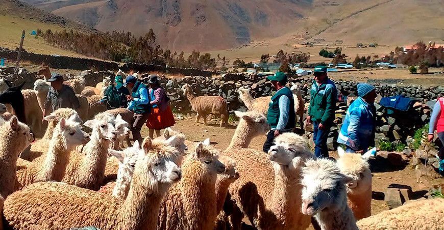 dosificación alpacas Puno Agro Rural Perú
