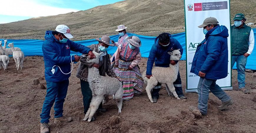 dosificación a alpacas camélidos sudamericanos
