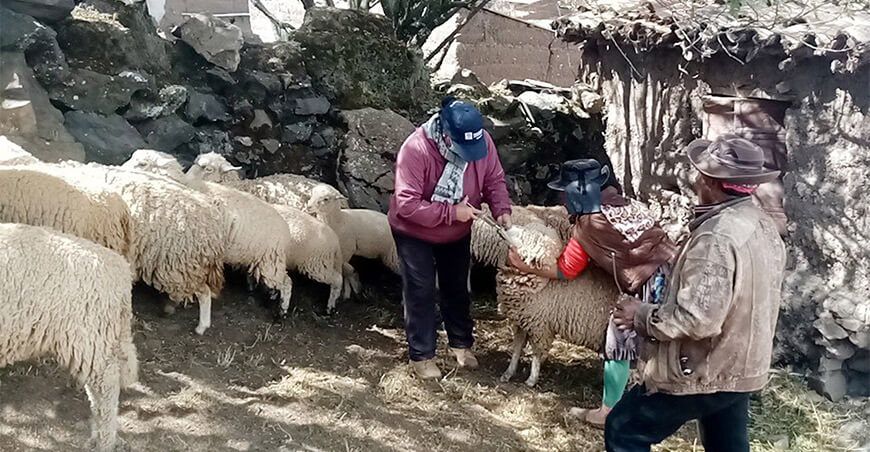 dosificación ganado ovino Huancavelica