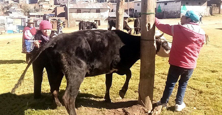 dosificación ganado vacuno Huancavelica Perú