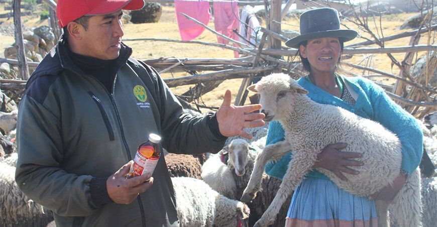 dosificación de alpacas Ayacucho