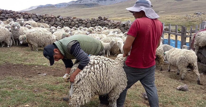Dosificación de ovinos Ayacucho