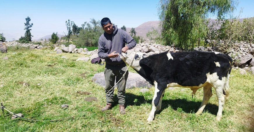 dosificación ganado vacuno Arequipa Perú