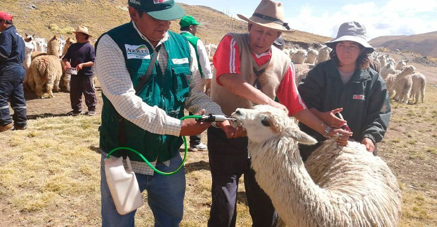 Dosificarán alpacas en Junín