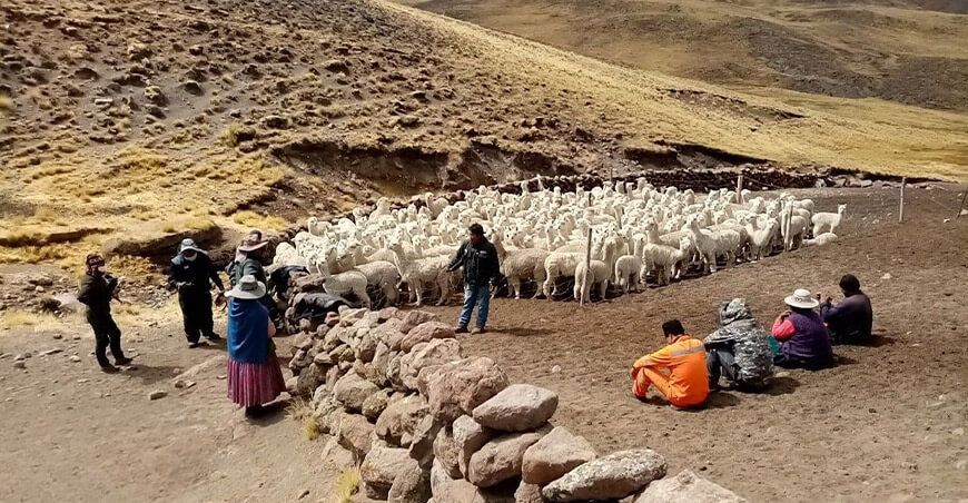 dosifican alpacas Moquegua