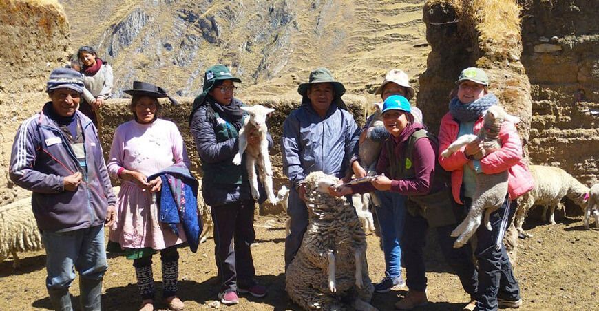 Dosificaron a ovinos en Junín Perú