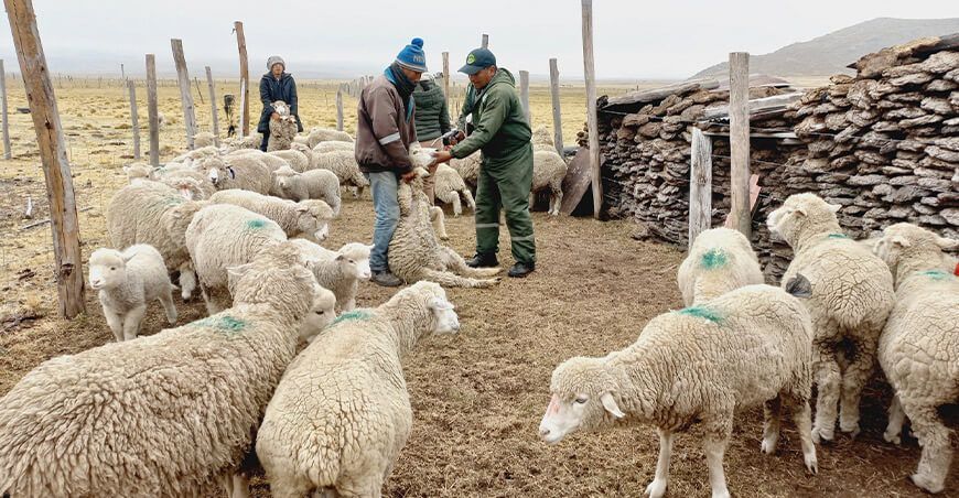 dosificaron ovinos em Junín Perú