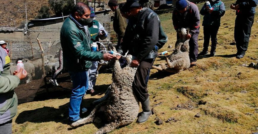 dosificación de ovinos Junín