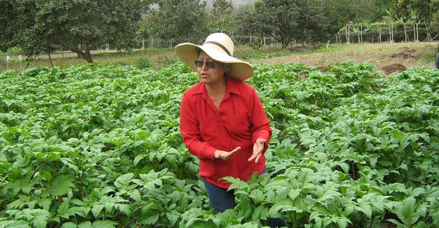 Dra. Carmen Felipe-Morales Basurto