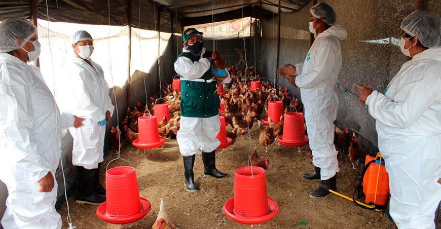 Escuelas de campo benefician a criadores de gallinas de campo