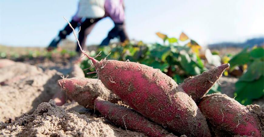 Exportaciones de camote peruano