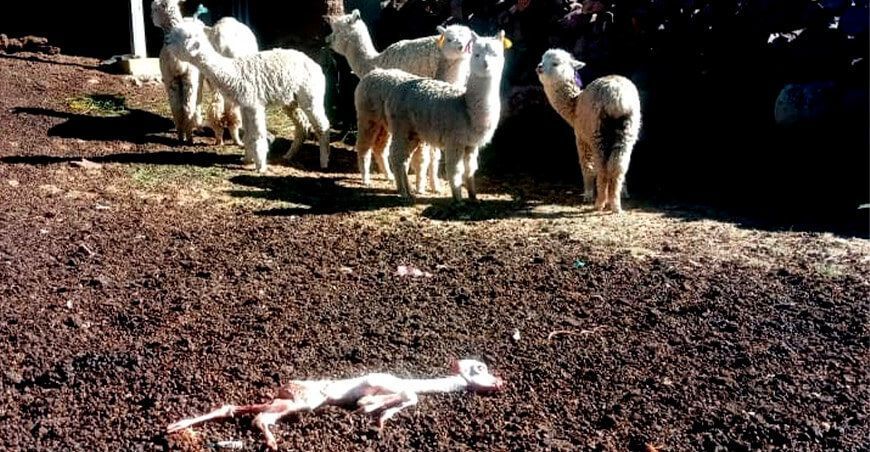 Autoridades piden declarar en emergencia por sequía en Huancavelica