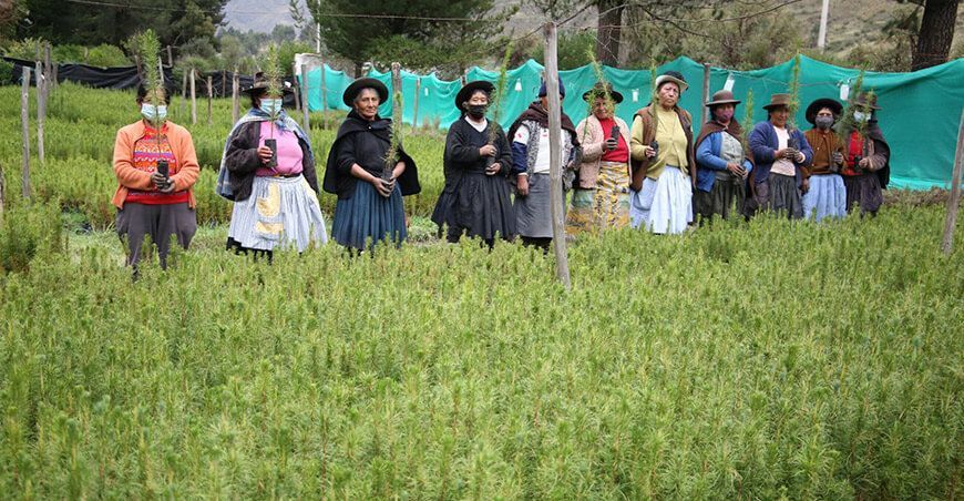 Emprendedoras huancavelicanas ponen a la venta 70 mil plantones forestales