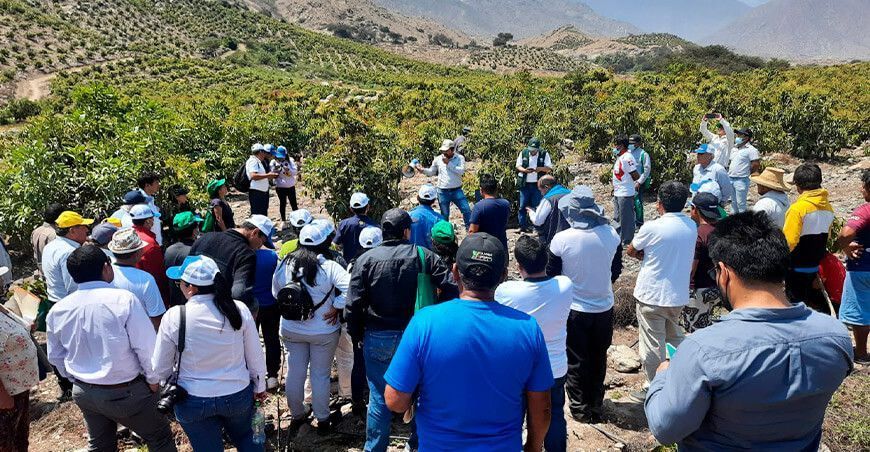 Encuentros de productores de palta Chao La Libertad INIA