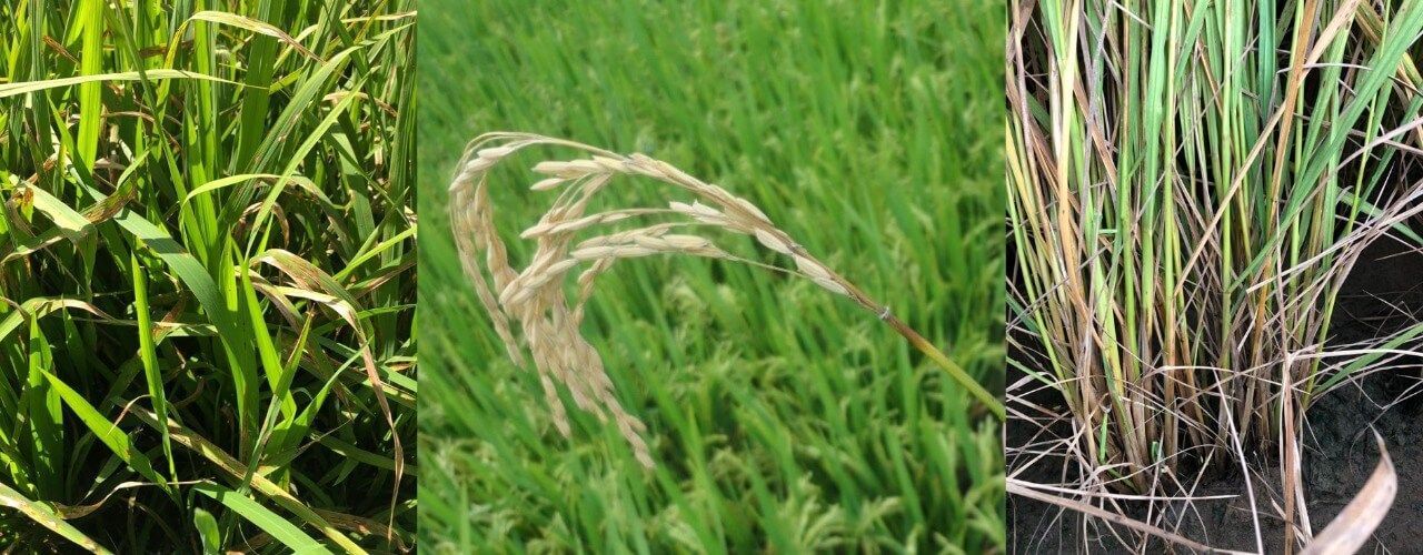 Enfermedades que ponen en riesgo la producción de arroz