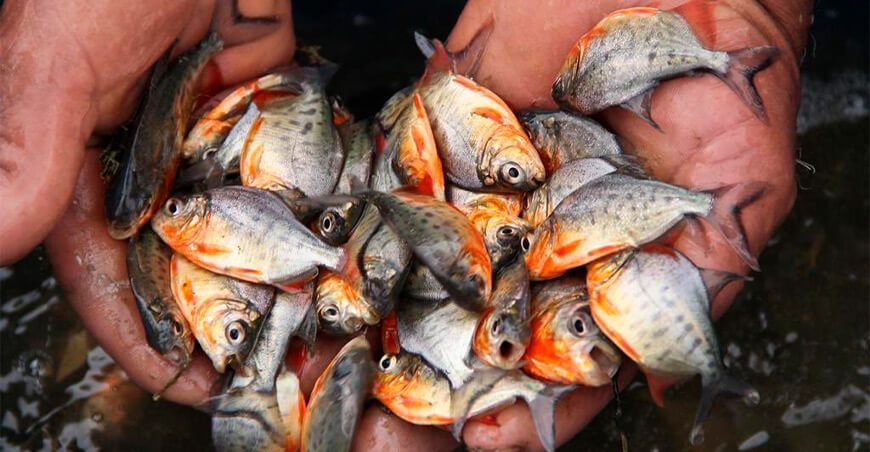 alevinos paco peces amazónicos Perú