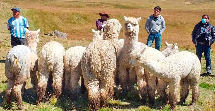 Entregan alpacas a productores de la comunidad campesina de Antay