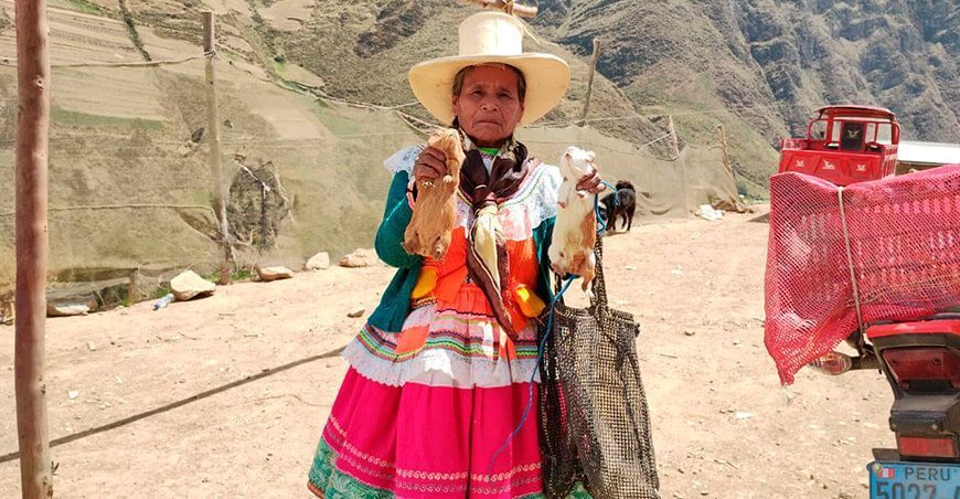 Fortalecen la crianza de cuyes en Pamparomás con la entrega de reproductores Sedir Perú