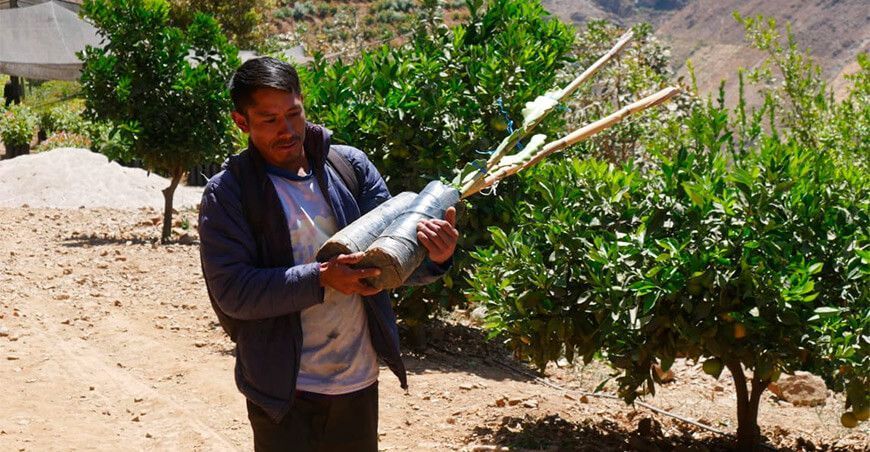 entregan esquejes de pitahaya a productores de Ancash
