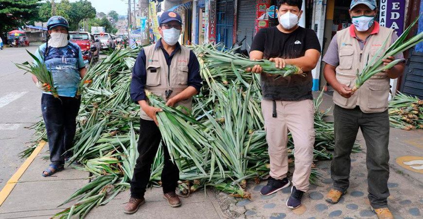 hijuelos de piña