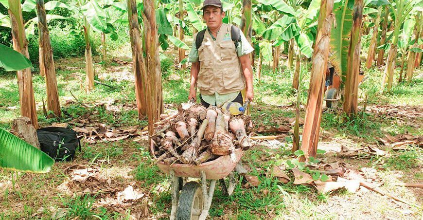 entrega de hijuelos de plátano
