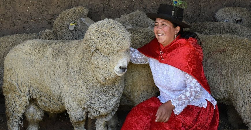 Entregan 81 reproductores ovinos Corriedale a productores de Ayacucho Perú