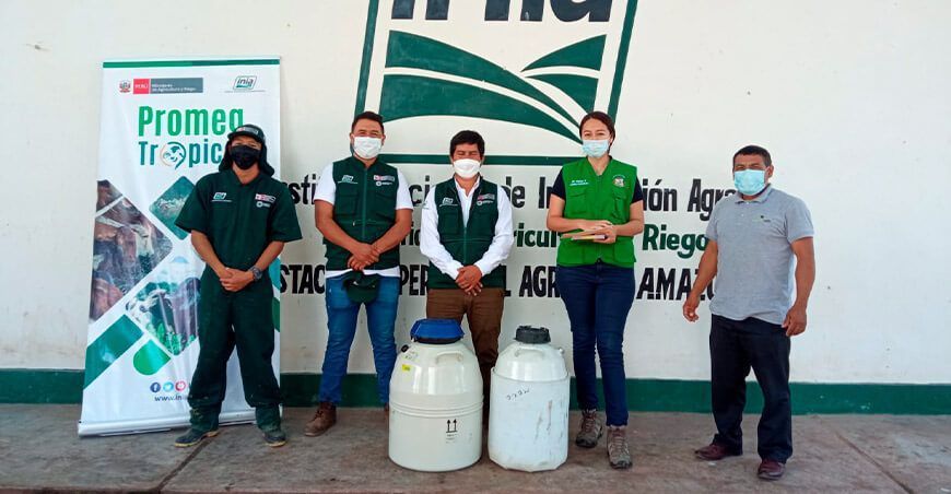 Entregan pajillas de semen de razas Gyr, Brahman y Simmental a ganaderos de Amazonas