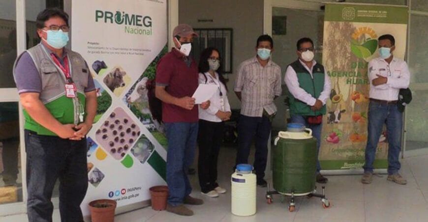 Lima: productores de Aucallama se benefician con material genético de ganado vacuno