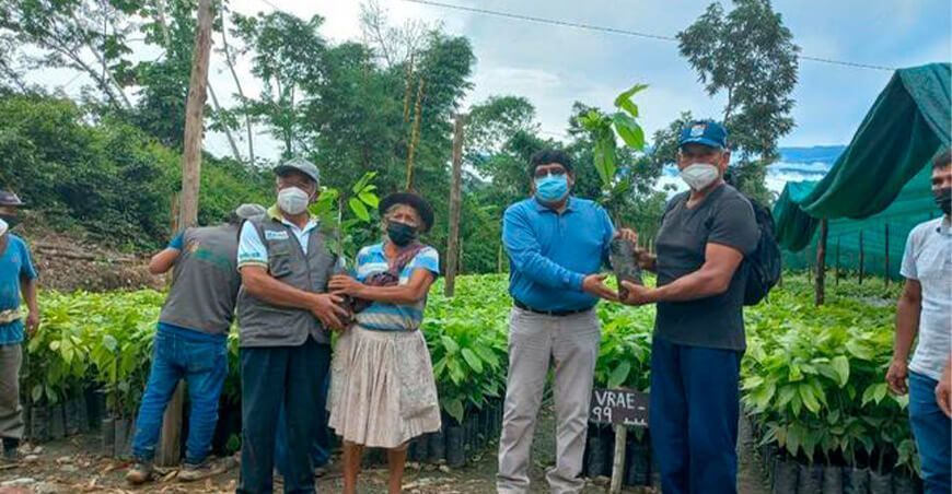 entrega de plantones de cacao Ayacucho