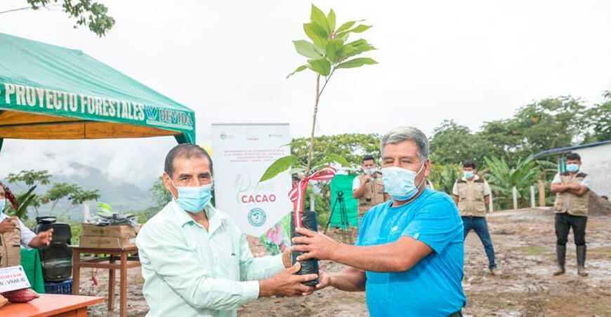 plantones de cacao Perú