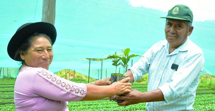 entregaron plantones de café a productores Ayacucho Perú