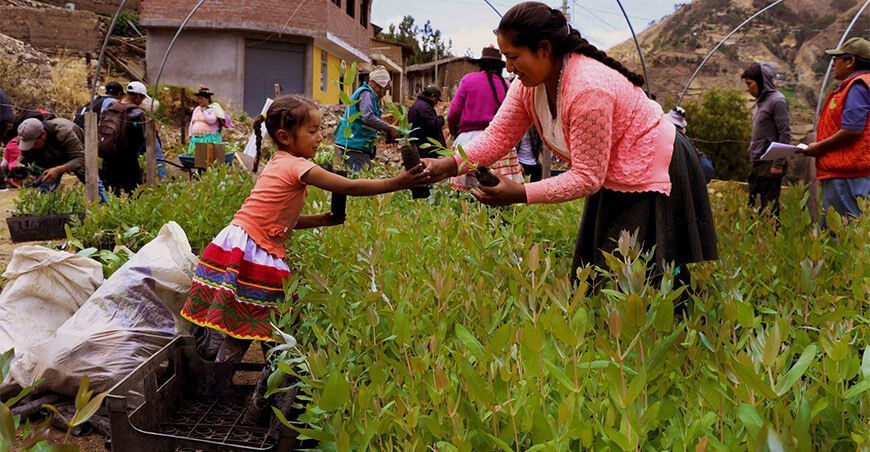 entrega de plantones forestales a productores Ayacucho