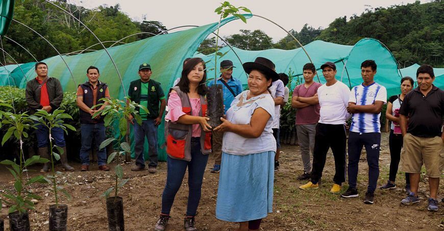 entrega de plantones de palto y cítricos Ayacucho Perú
