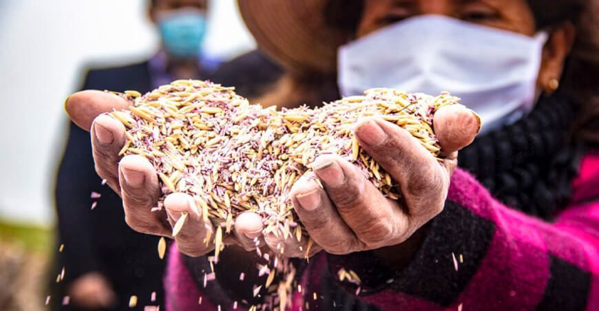 Productores pecuarios reciben 22.5 toneladas de semillas de pastos