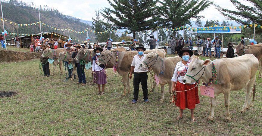 asociaciones recibieron 100 vaquillonas Brown Swiss