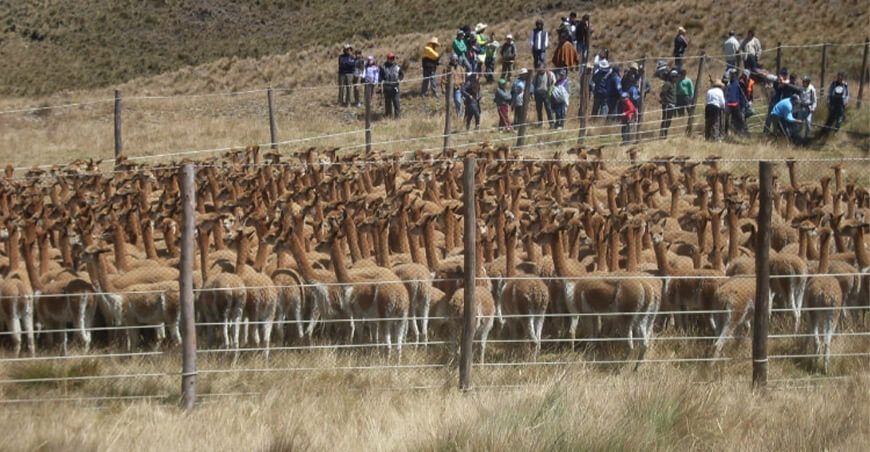 Entregan vicuñas Cajamarca