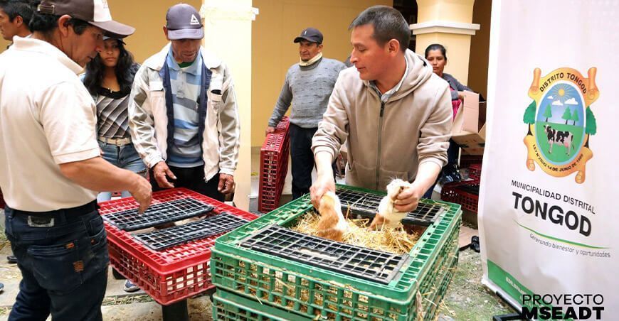 entregaron cuyes a productores de Cajamarca Agro Rural