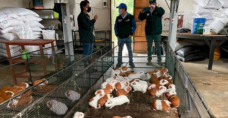 Agro Rural entregó jaulas a 120 asociaciones de productores de cuyes