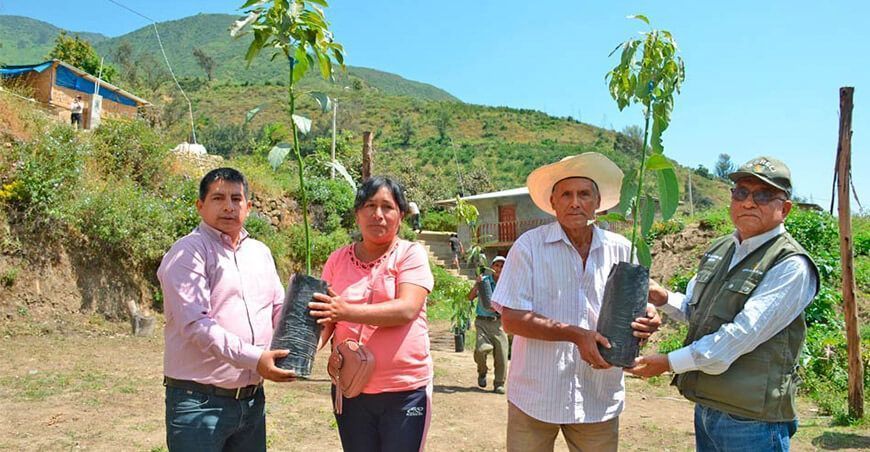 entregan plantones de palta Hass Perú